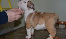 11 week old English bulldog pups for sale. Full AKC registration, Quality bred with champion blood lines, beautiful markings. These pups have a great pedigree and are a must see!! All age appropriate shots and de-worming male & female available. Call or