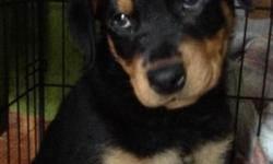 Ready to go purebred Rottweilers 3 males. Tails docked, shots, wormed. Ready for a loving family. Ten weeks young.