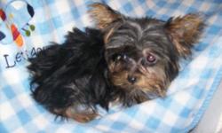 Our 4&1/2 purebred ACA/CKC registered silver Yorkie Lizzy (photo #1) mated with our little teacup traditional black/brown Yorkie ACA/CKC Monty (photo #2) and produced this adorable tiny teacup Yorkie "Princess". She will come with her tail docked,