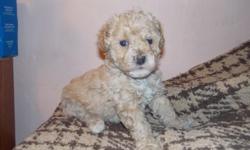 Prissy is the peachy apricot female pup shes a dainty doll,with prissy action paws,, Petey is the all black CUTEST lil boo bear with super short legs like his granpa,short elegant facial just perfect
they are Minaiture sized poodles they are current 6