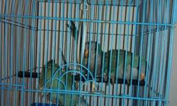 i have a proven blue quakers given me 4 babies they are dna and are 2 years old if you want the cage a breeder box 400 total