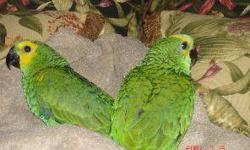 Proven Breeder pair of Blue and Gold Macaws. Healthy, one not fully feathered. These birds are not tame and they are not pets. Produce beautiful babies. Getting out of Macaws. For more information, please call or text me at 845-381-4462.