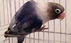 This is an adult df violet pied female. She gave me 2 clutches with another male which I am keeping to put him with another female. Great parent. Free delivery within New York City, Long Island and New Jersey. No shipping. Used cages available for an