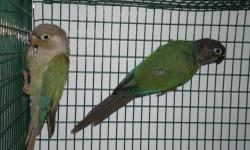i have many pairs yellow sided, cinnoman and pineapple. if you want the nest box and cage the total will be 300.