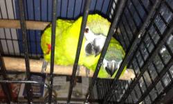 I have a proven pair of Hahns macaws available. I can show you their last two sets of babies. One baby is 13-14 weeks old and the other babies are 5 weeks old. Perfect feathered and fingers. Will breed again soon. Asking $900. Cage and nest are NOT