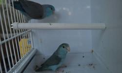 available now is one proven pair of parrotlets. both male and female is blue. will be ready to go to nest again soon. great price of only 200 dollars the pair.