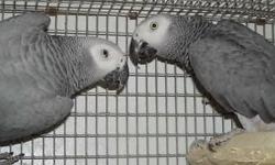 I have Excellent proven pairs of African greys that are very active breeders, having large clutches and make great parents, these pairs produce several times a year with 3 to 5 babies each clutch. I will ship, healthy young adults. please call me direct