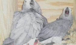 hello I am a bird enthusiast for work but I have to sell just wanna tell them they are to fledging age are between 8 and 10 years please just are to raise thanks. 2 pair of Congo african grays. 1600 per pair 1 pair of DYH Amazon 1350 and I have one male