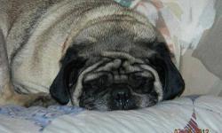 Pug - Bruno - Small - Adult - Male - Dog
Bruno is being fostered in Montgomery, NY...adoption fee is 250.00 Bruno is an approx 5 yr old male pug with the most beautiful face. He is a fawn with the black mask, very social and happy go lucky. Lots of energy