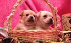 2 little girls, very sweet, well socialized, groomed
Will be vet checked and include shots and dewormings
Comes with blanket, collar and toy and food
Born Feb 1, 2015 and will be ready March 27th
Please text for more info
585-610-7865