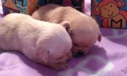 2 sweet little girls... Spoiled and will be amazing
Little companions :)
Born on FEB 1 pups will be ready on March 29
Come vet checked, shots, de wormings , toy collar
Blanket and goodies