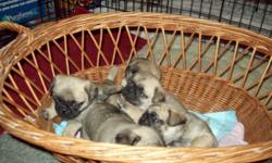 Family owned Pugs. They are great family pets. They are comical, small, and very friendly. Born Jan 3...... AKC Registered .... 1 MALE FAWN & 3 FEMALE FAWN... Thanks!
Ontario/Webster, New York
Colleen 585-703-2799