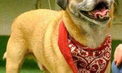 Pug - Horace - Medium - Senior - Male - Dog
CHARACTERISTICS:
Breed: Pug
Size: Medium
Petfinder ID: 25438677
ADDITIONAL INFO:
Pet has been spayed/neutered
CONTACT:
Rochester Animal Services | Rochester, NY | 585-428-7274
For additional information, reply