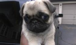 Last puppy of this litter is a male Pug (purebreed) , 9 weeks old, We had deposit from prospective buyer and he didn't clear with his wife,,,LOL, so he forfeited his deposit and now August is available asap.. born on 08/10/12. No Papers..$400 or make
