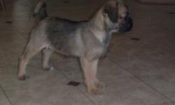 Last one left in the litter. She was born 3-23-2014. She is a high energy little dog and snorts like a Pug. Mother Shih Tzu/Chihuahua 12 lb and father Pug a compact 15 lb.
CALL 315-946-5261