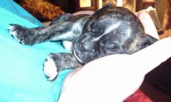 pug/hotdog mix {munchkin} Pug puppies. puppies will be ready march 20 .Rare brindel. fee 300.00 firm .males and females..puppies will be dewormed , and be started on potty and crate training...they look like little bull dogs when they stand..