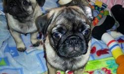 Pug - Nitro - Small - Adult - Male - Dog
Let's Play! Nitro was born about July 1, 2008 and weighs about 20 lbs. He is just cute as a button and has lots of playful energy for a mature gent. He is wonderful with other dogs and children. He is good on leash