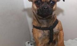 Pug - Pog - Small - Young - Male - Dog
Pog is a 1 yr old pug mix who weighs in at 14lbs. This little guy is new to Rescued Treasures, joining us from a Kentucky shelter where he was turned in as a stray. He is good with other animals and very cute. We