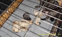 I HAVE TWO FAWN COLORED PUGS A MALE AND FEMALE LEFT. FIRST SHOTS AND WORMING DONE ON 1/5/13. READY TO GO NOW.