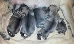 I have 3 male pug puppies all fawn. Call or text 315-408-4055 for more info and pics
