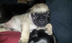 I have 2 male pug puppies in search of their loving forever homes. one is a fawn and one is black. they will have their shots, worming, and vet checked. they will be available May 1st. Im asking for a small deposit to ensure their home..if interested let
