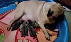 I have a beautiful litter of pug puppies. 4 males priced at $700 and 1 female at $800. Puppies born 08/08/14. they will be ready in 2 months 10/08/14. They will come with their first set of shot and a health guaranteed. I'm taking deposits now to reserve