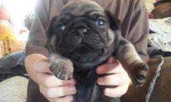 Hi, I have 2 male pug puppies. Born September 21st...beautiful and loving boys. Cost includes vet check,worming and distemper shots. If interested please tell me a little about u as my pugs are like my babies and wanna make sure they go to a Great home. I