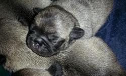 We have two all black pug puppies left. One male and one female. I'm asking 350 for the male and 400 for the female. They are four weeks old now. I bring to vet and get first round of shots I also deworm at 2,4,and 6 weeks. If interests please call Wendy