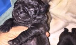 Valentine's Day Purebred pug puppies. Only Females left. Fawn and black. I have one fawn female and one black female. They will be ready February 20th. Both parents on premises. They will be dewormed at two weeks old and again at six weeks old. Dad is all