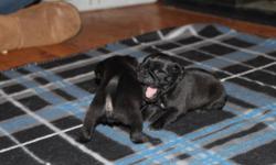 4 female pug puppies. 3 black, 1 fawn. Dad duel registered AKC/ACA. Mom has ACA parents but she was never registered, therefore puppies can not be registered. They will come with vaccinations and wormings UTD and will be vet checked with a certificate of