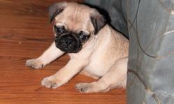 Adorable Pug puppies for sale. Will be 8 weeks on July 25th. Come up to date on shots and wormings, vet checked with a certificate of health, and starter box of puppy food. Dad is registered with AKC. Mom came with ACA registration papers but was never
