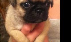 Pug puppies, one black with white on chest . born 09/ 22/12 have first shot and wormed. 350 neg.would make a great thanks giving or early christmas gift.
call 518-593-9863