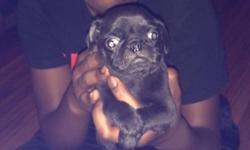 Hi, we have three pug puppies still available. We have two fawn and one black left. Pugs are great dogs to have, fun and enjoyable. The mother of the puppies is black and the father is fawn. If you are interested or want to know more information call