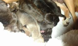 PUG PUPPIES
BORN - MAY 6TH 2014
DAD - FULL BRINDEL PUG
MOM - REDISH FAWN
NO PAPERS
WILL GET 6 WK DEWORMING
WILL GET 8WK PUPPY SHOTS
1 FAWN FEMALE {may change to redish fawn)
1 FAWN MALE{ONLY MALE IN LITTER}(may change to redish fawn}
THE REST ARE LIGHT OR