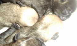 PUG PUPPIES
BORN - MAY 6TH 2014
DAD - FULL BRINDEL PUG
MOM - REDISH FAWN
NO PAPERS
WILL GET 6 WK DEWORMING
WILL GET 8WK PUPPY SHOTS
1 FAWN FEMALE {may change to redish fawn)
1 FAWN MALE{ONLY MALE IN LITTER}(may change to redish fawn}
THE REST ARE FEMALE
