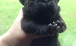 Purebreed Pug Puppies. Male and female. Fawn & black. They were born 4/26/2014. They will be ready Saturday June 21, 2014. I am taking deposits now. Call/text for details (845)707-5611.
I have the following available
6 FAWN FEMALES(one is SILVER FAWN &
