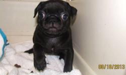 Fawn female pug last pup text 315 825 1747 fee is 300 puppy has frist vet check up and shots no showing papers.