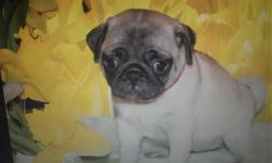 Purebred pug puppy. Fawn color, female. Family raised parents on premises. Will be 8 weeks old on 5/18/14 has first shots,been wormed,90% pad trained, comes with a puppy care kit: harness, leash, food, toy, family sent blanket, photo baby book. They have
