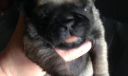 PUREBREED BLACK FEMALE PUG PUPPY. PARENTS ON PREMISES. DEWORMED TWICE AND 1ST SHOT. READY JUNE 21, 2014. SHE IS PRIME. ALL BLACK.
PRICE IS FIRM. $1000.
CALL OR TEXT
NANCY
845-707-5611
IF YOU CANT GET THROUGH ON THE PHONE, TEXTING IS FINE. THANK YOU.