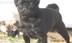 WE CURRENTLY HAVE PUG PUPS & ADOLESCENTS (3 MONTHS - 2 YEARS OLD) READY FOR ADOPTION AS HOUSE COMPANIONS, ADOPTION FEES STARTING AT $295.00.....
ALL AKC COLORS, MALES & FEMALES..... ALL OF OUR PUGS ARE VERY WELL SOCIALIZED, VERY HEALTHY, & MORE THAN UP TO