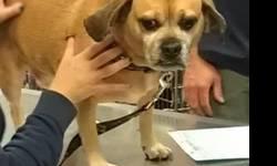 Pug - Rocky - Medium - Adult - Male - Dog
4 yr old neuered male Puggle great with other dogs,cats and kids.Owner gave him up because of her health issues he is a great dog and deserves a wonderful forever home.
CHARACTERISTICS:
Breed: Pug
Size: Medium