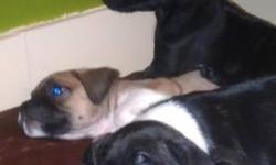 Pug - Sullivan - Small - Baby - Male - Dog
Sullivan is a male pug mix puppy who is around 8 weeks old. Sullivan is the black with white one in the pictures. He is a sweet little guy and loves everyone. He especially loves the kids in the home. Sullivan