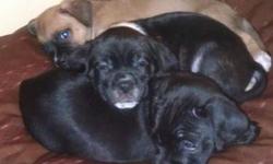 Pug - Tidas - Small - Baby - Male - Dog
Tidas is a male pug mix puppy who is around 8 weeks old. Tidasn is the all black one in the pictures. He is a sweet little guy and loves everyone. He especially loves the kids in the home. Tidas will not be