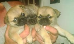 Have 3 Beautiful Pug/ Yorkie puppies female
First shots & wormed ready to Go $250.00
Call if interested Home 585-471-8977 or cell 585-351-9849