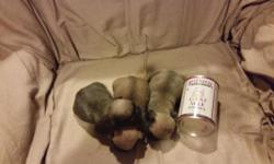 I have puggle puppies that was born on August 25,2014 I am asking $600.00 o.b.o I am located in Madison heights va the puppy s are little and super cute call or text my name is ron 917-335-7537