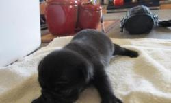 around,april 1st,litter is expected. contact rob for more details,its tater tots 1st litter.dad is pugsly ofcourse,1st come 1st serve,finally here 2 only,pics soon