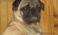 We are a long time Pug Breeder whom is retiring. We have some pups, adolescents, & young adults that are for adoption to good qualifying homes. All of our Pugs are in excellant health, in tact, and never been bred. We will work with people on an