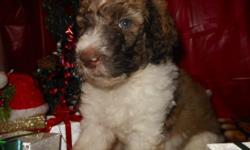 Pumpkin is a beautiful chocolate baby. She is the BIGGEST in the litter.
AKC Standard Poodles. Ready Jan 3rd.
Parti chocolates and black and whites.
Parents are pets. Puppies are raised indoors and socialized.
Will be vet checked with first shots and