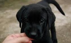We have beautiful black labs and hybrid labs. Babies were just 8 weeks old and have been seen by a vet tech. They are healthy, well adjusted, loving, and playful. Babes have been completely dewormed. They receive tons of love and affection and will give