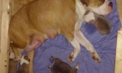 Olde English bulldogge pups for sale excellent peds blue fawns and sable generational dogs
This ad was posted with the eBay Classifieds mobile app.